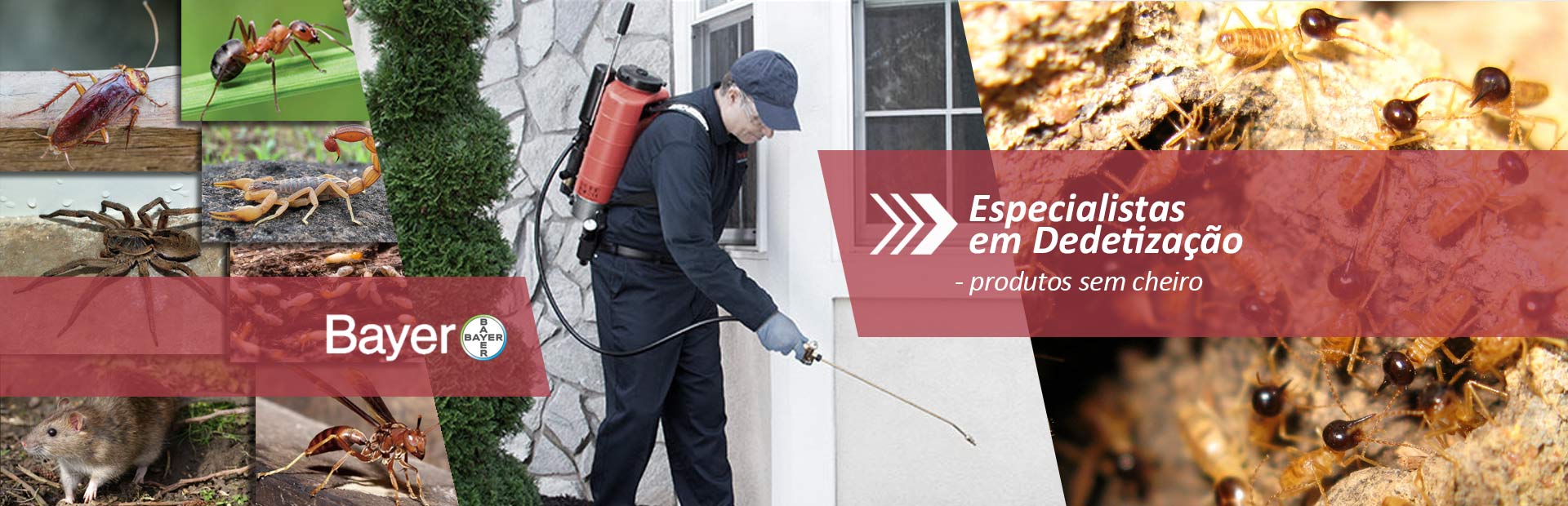 Especialista no controle de cupins