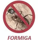Formiga