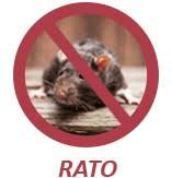Rato