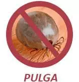 Pulga
