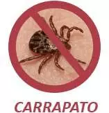 Carrapato